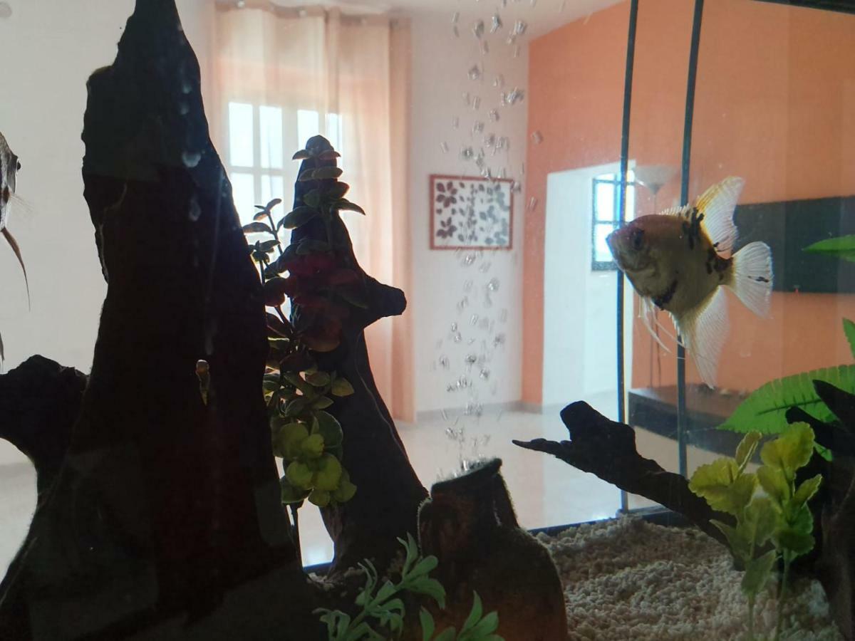 Bed and Breakfast Il Casale Di Zi'Leo Campomarino  Zewnętrze zdjęcie